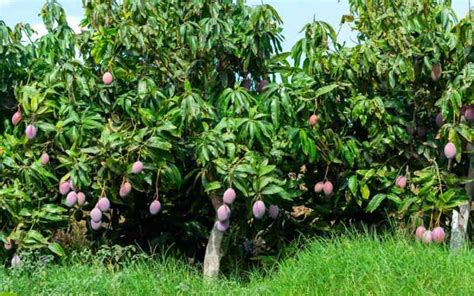 How to keep a mango tree small - FarmKenya Initiative