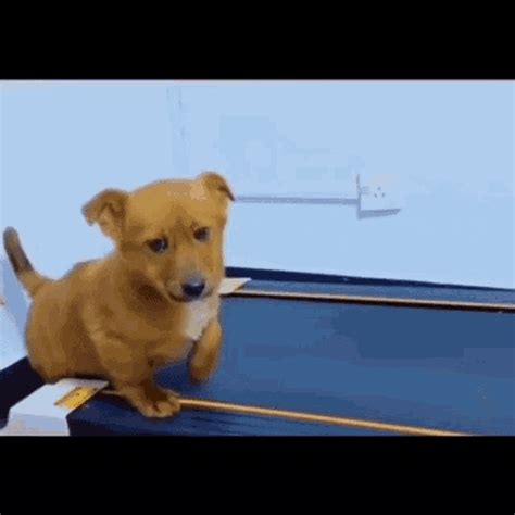 Treadmill Dog GIF - Treadmill Dog Puppy - Discover & Share GIFs