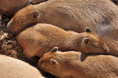 Group sleeping. | Capybara, Animals, Love animal