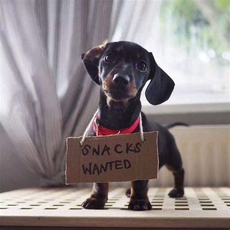 14 Funny Dachshund Memes To Cheer You Up | Page 3 of 3 | PetPress