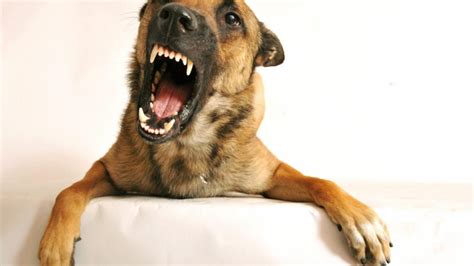 Why Dog Growling Is a Good Thing | The Dog People by Rover.com