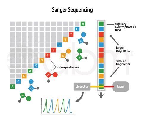 Next Generation Sequencing (NGS) – Introduction | abm Inc.