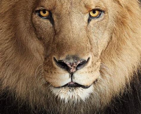 Species Spotlight: Lion | Pages | WWF