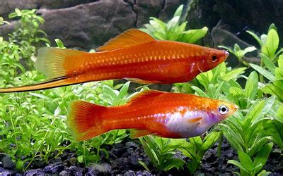 Why are my Swordtails Not Breeding? - AquariumNexus