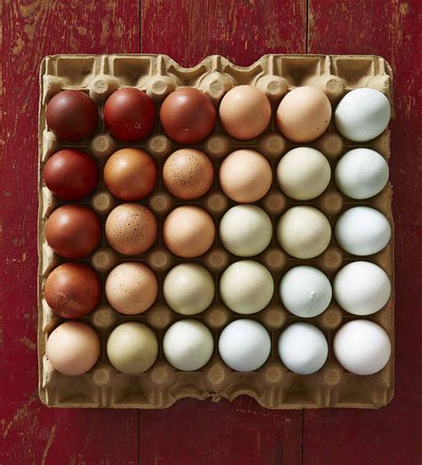 Partridge Rock Chicken Eggs