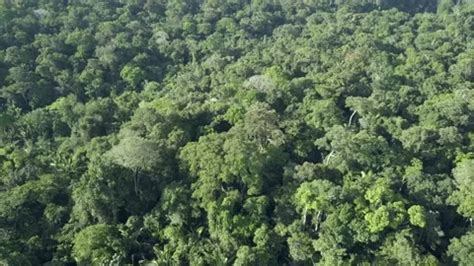 Drone aerial view of Amazon rainforest b... | Stock Video | Pond5