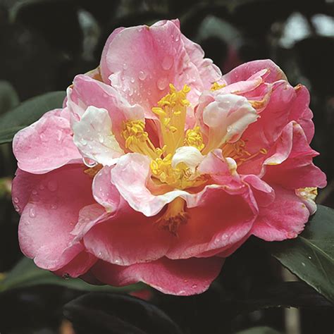 The State of Camellias: How an Asian import became Alabama’s State Flower - Alabama Living Magazine