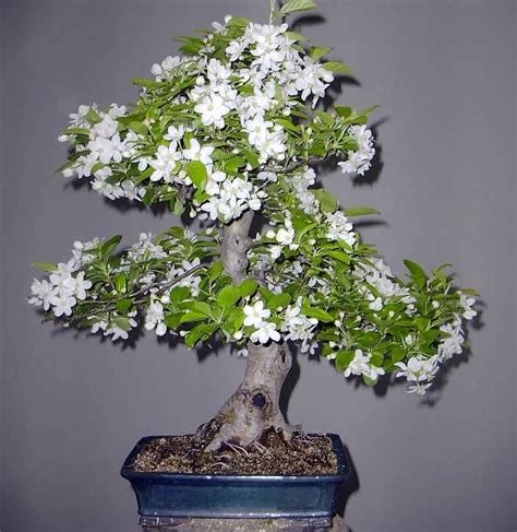 Bán cung cấp Cây cảnh bonsai _ Cây bonsai đẹp nghệ thuật giá rẻ ...