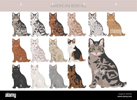 American Bobtail cat clipart. All coat colors set. All cat breeds ...