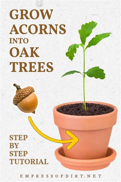 How to Grow an Oak Tree From an Acorn (Step By Step) in 2022 | Acorns grow, Acorn, Oak tree