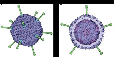 Structure of the adenovirus capsid. The hexon protein is highlighted in ...