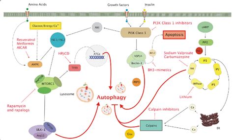 Molecular regulation of macroautophagy and targets for pharmacological ...