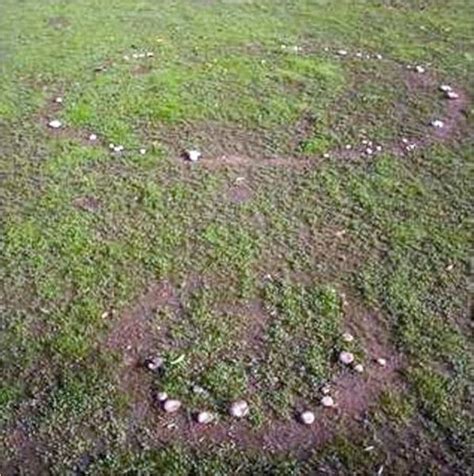 Fairy Rings fungus disease #fairyrings #lawndisease | Fairy ring, Lawn care, Lawn