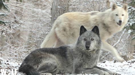 Wolf Conservation Center | Wolf conservation center, Wolf, Wolf population