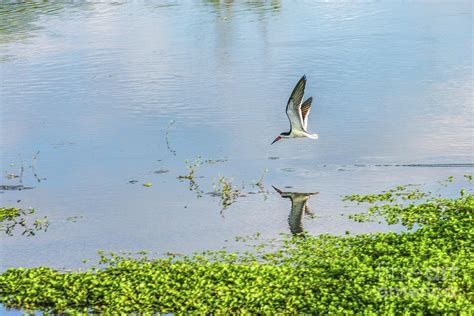 Black Skimmer Flying Over The Lake Photograph by Felix Lai - Fine Art ...