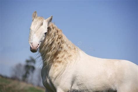 Cremello horse stock image. Image of portrait, profile - 24640193