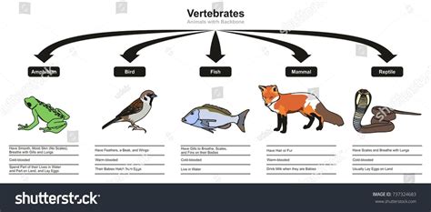 Vertebrates Animals Classifications and Characteristics infographic ...