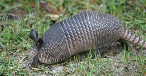 Winsten: Facts about the armadillo/leprosy connection