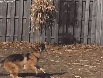 Dog Fail GIFs | Tenor