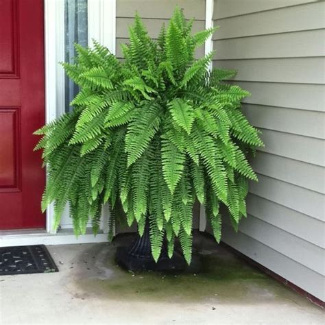 Boston Fern beauty of this old-fashioned botanical is in its option ...