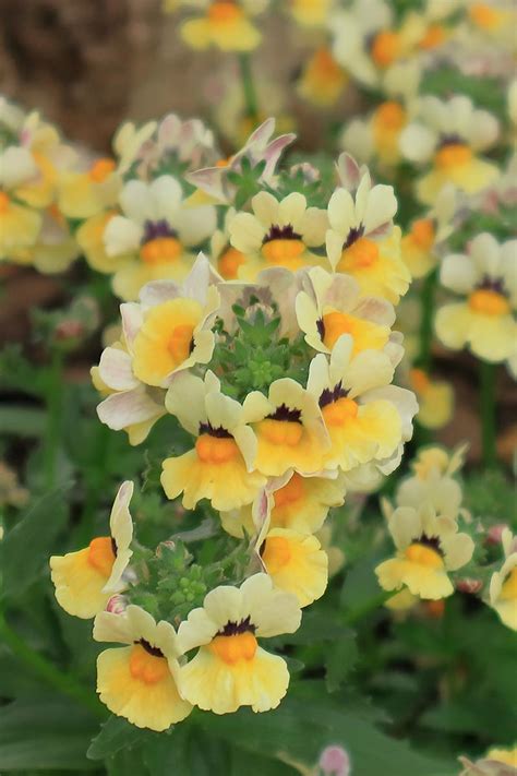 How to Grow and Care for Nemesia Flowers | Gardener’s Path