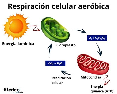 Tipos de respiración y sus características