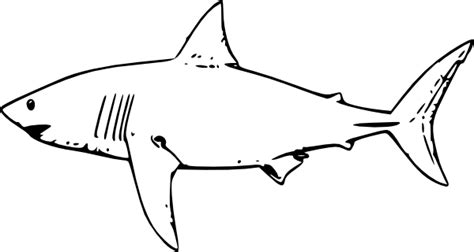 Outline Shark - ClipArt Best