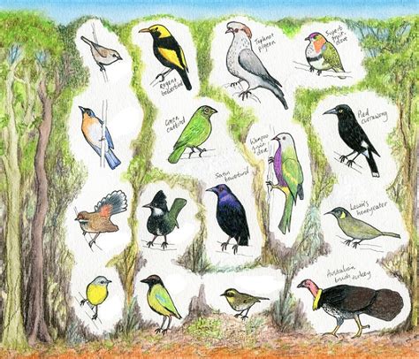 rainforest birds small no name | Paperbark Writer