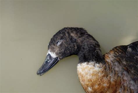 End Victorian Duck Shooting — Animal Liberation | Compassion without ...