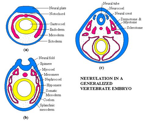 Lateral Plate Mesoderm