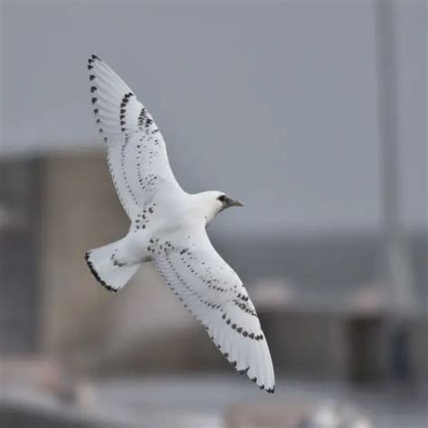 Ivory Gull - Facts, Diet, Habitat & Pictures on Animalia.bio