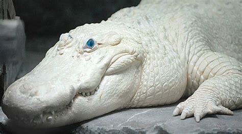 A Leucistic alligator : interestingasfuck