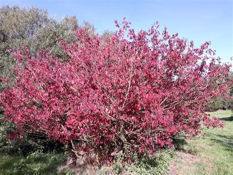 Cornus sanguinea - Trees and Shrubs Online