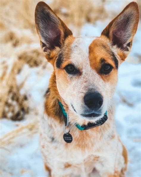 The Blue Heeler Corgi Mix: Everything You Need To Know