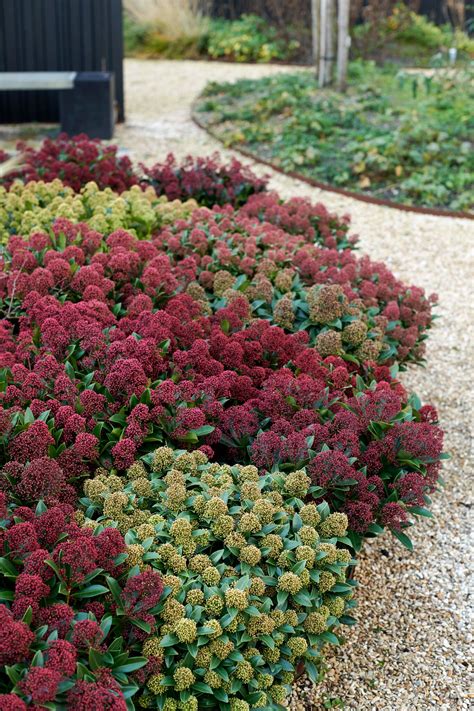 Skimmia Japonica Planting Instructions