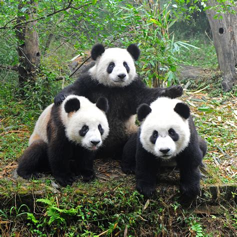 What's Wrong with Giant Pandas?