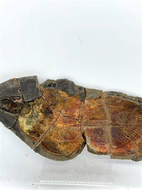 Coelacanth Fossil