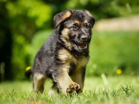 How to Take Care of Newborn German Shepherd Puppies? - Canine HQ