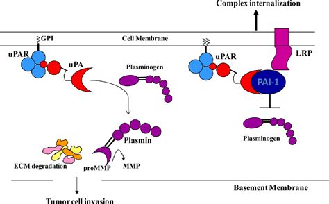 Figure 2.1 from Serine Proteases and Serine Protease Inhibitors in ...