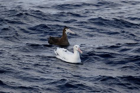 Wandering Albatrosses | Ed Dunens | Flickr