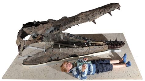 Pliosaur that roamed seas 155 million years ago goes on display at Dorset County Museum in ...