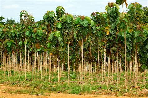 Teak Plantation Stock Photos, Pictures & Royalty-Free Images - iStock