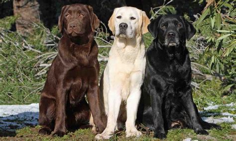 Labrador Retriever #1 most popular dog breed Info, Images, Videos, FAQs