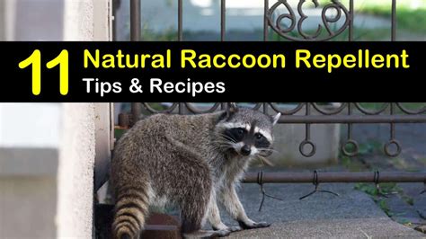 11 Smart & Simple DIY Raccoon Repellent Solutions