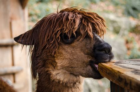 What Do Alpacas Eat? (Alpaca Diet Explained) - Child's Play Alpaca