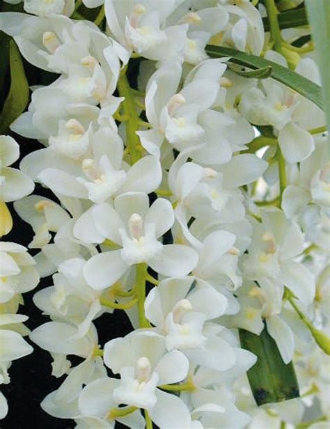 Dendrobium Care Guide – The Orchid Patio