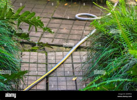 A hose for watering plants lies on a path in a botanical garden among tropical plants. Care of ...