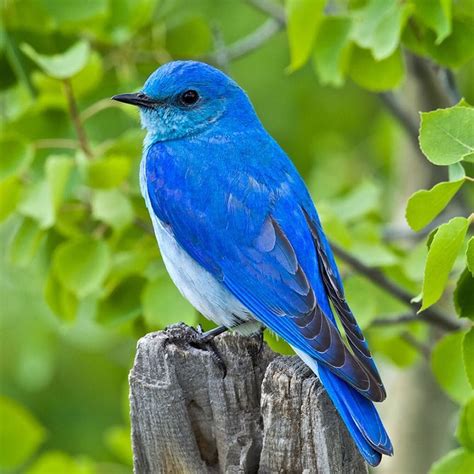 National Audubon Society on Instagram: “The Mountain Bluebird is one of ...