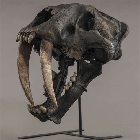 Sabertooth "Tiger" Skull (REPLICA) – SkullStore Inc.