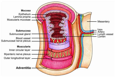 Esophageal tear causes, symptoms, diagnosis & treatment